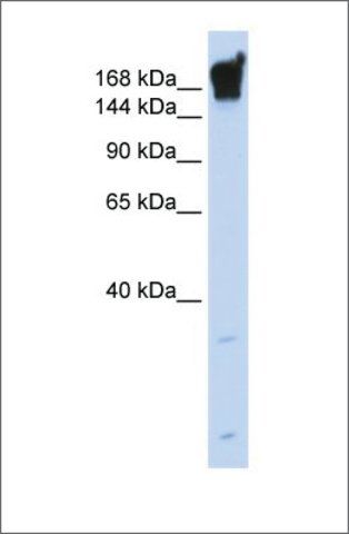 Anti-DYSF (ab1) antibody produced in rabbit