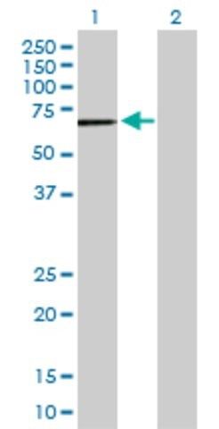 Anti-DYRK4 antibody produced in rabbit