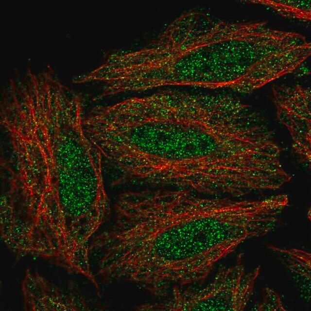 Anti-DYRK3 antibody produced in rabbit