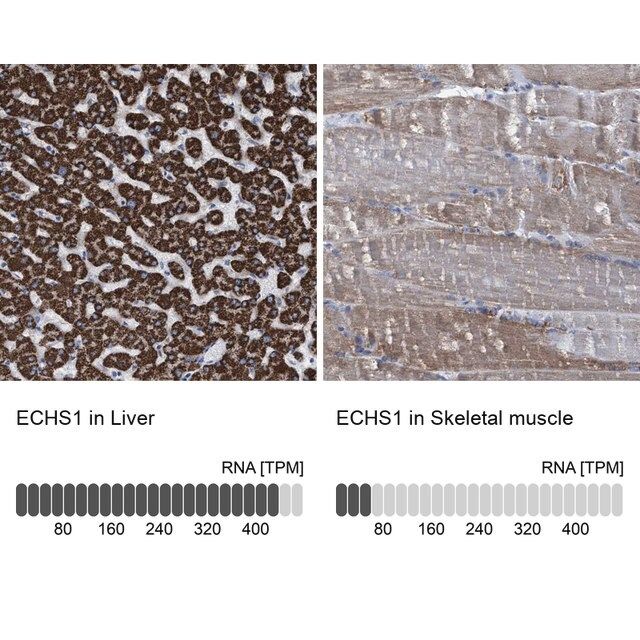 Anti-ECHS1 antibody produced in rabbit