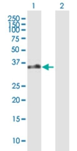 Anti-EBI2 antibody produced in mouse