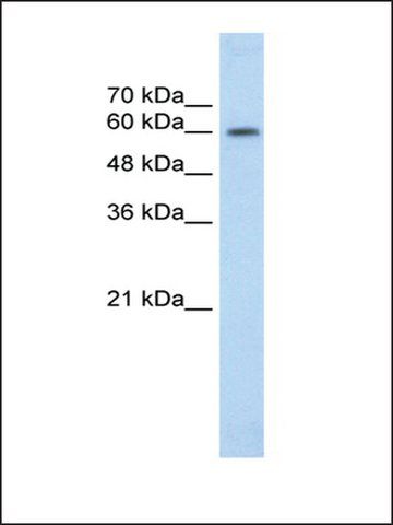 Anti-EBF2 antibody produced in rabbit