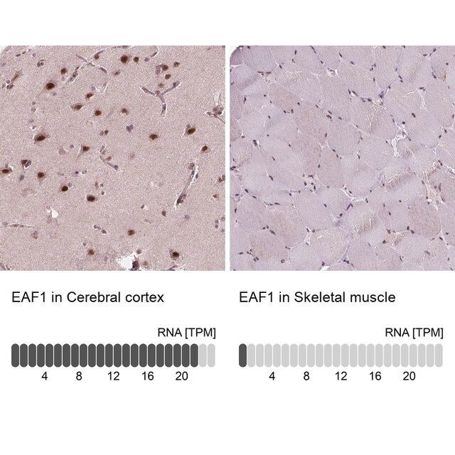 Anti-EAF1 antibody produced in rabbit