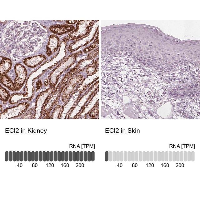 Anti-ECI2 antibody produced in rabbit