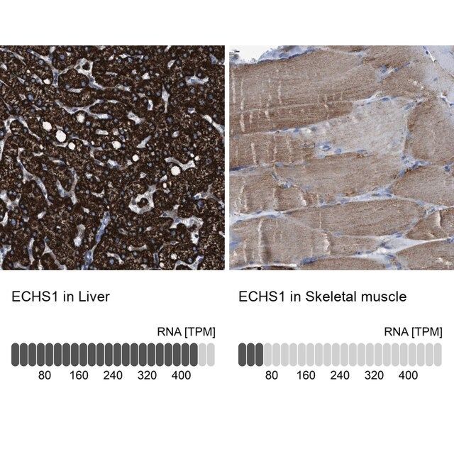 Anti-ECHS1 antibody produced in rabbit