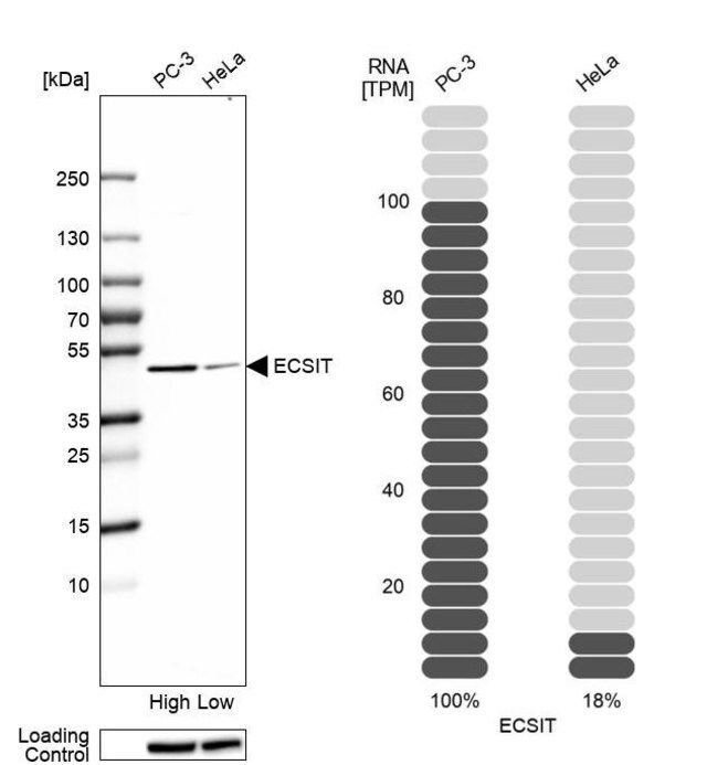 Anti-ECSIT antibody produced in rabbit