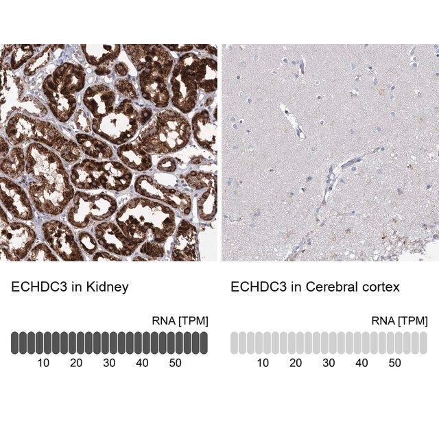 Anti-ECHDC3 antibody produced in rabbit