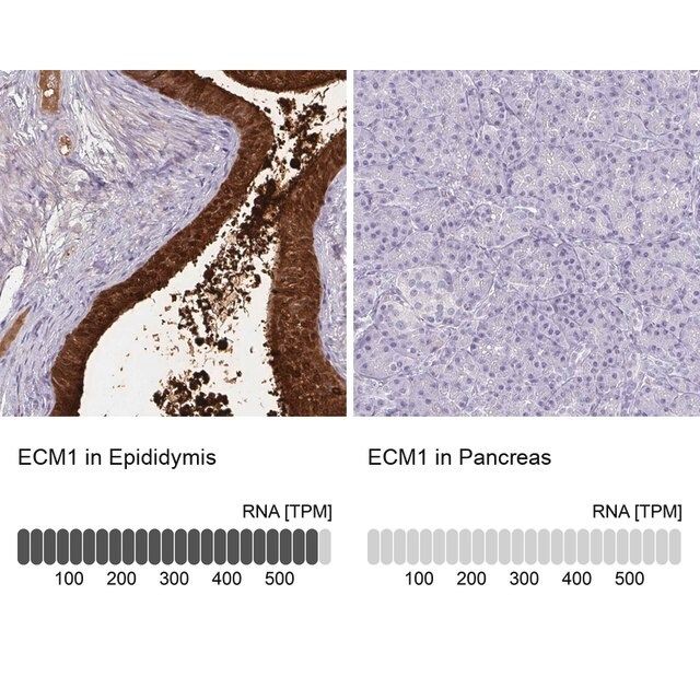 Anti-ECM1 antibody produced in rabbit