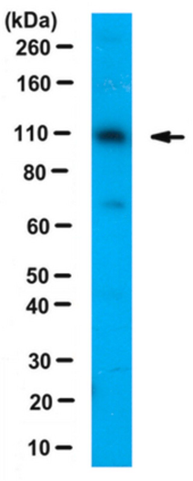 Anti-E6AP Antibody