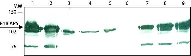 Anti-E1B-AP5 antibody, Rat monoclonal