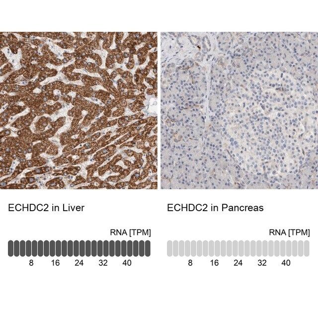 Anti-ECHDC2 antibody produced in rabbit