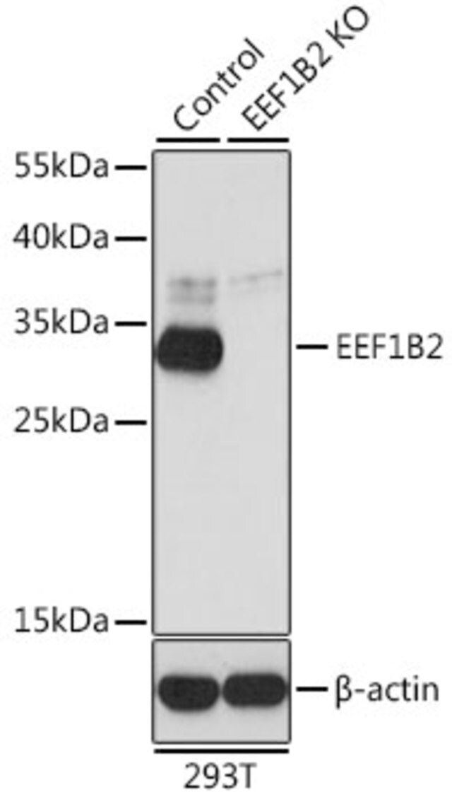 Anti-EEF1B2 antibody produced in rabbit