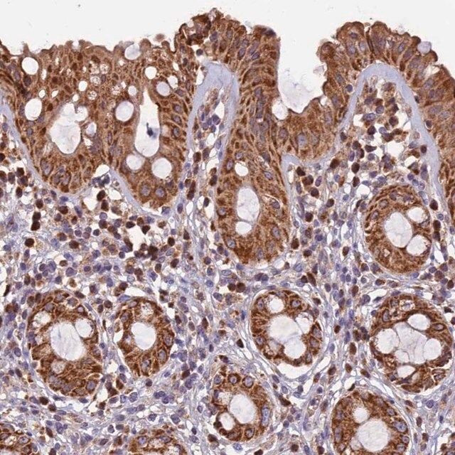 Anti-EDAR antibody produced in rabbit