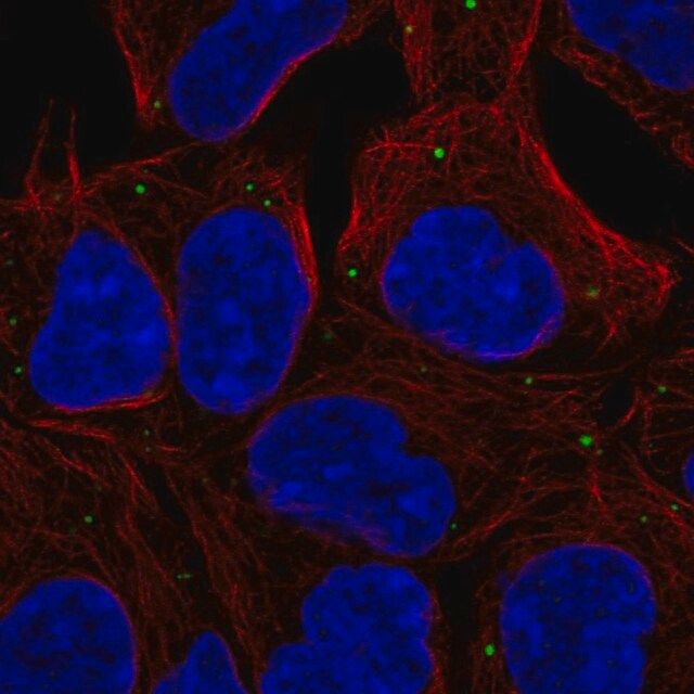 Anti-EDC4 antibody produced in rabbit