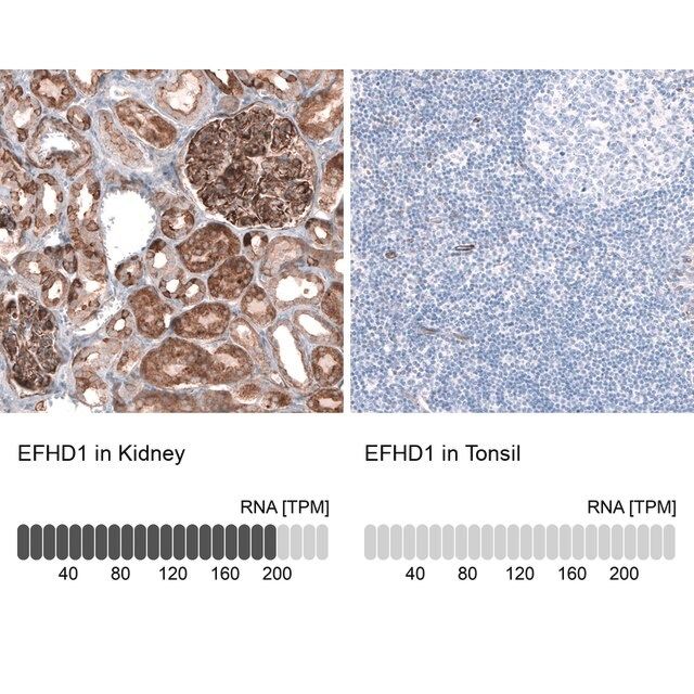 Anti-EFHD1 antibody produced in rabbit