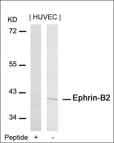 Anti-EFNB2 (Ab-316) antibody produced in rabbit