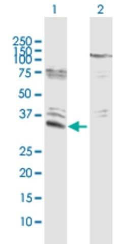 Anti-EFHD1 antibody produced in rabbit