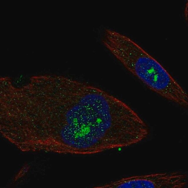 Anti-EFHB antibody produced in rabbit