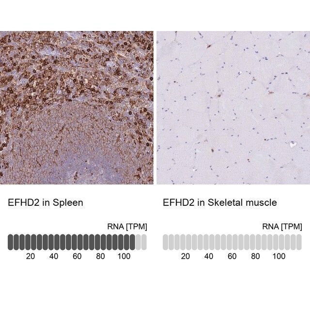 Anti-EFHD2 antibody produced in rabbit