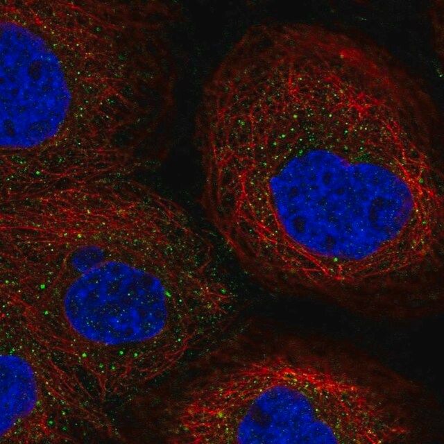 Anti-EFNA5 antibody produced in rabbit