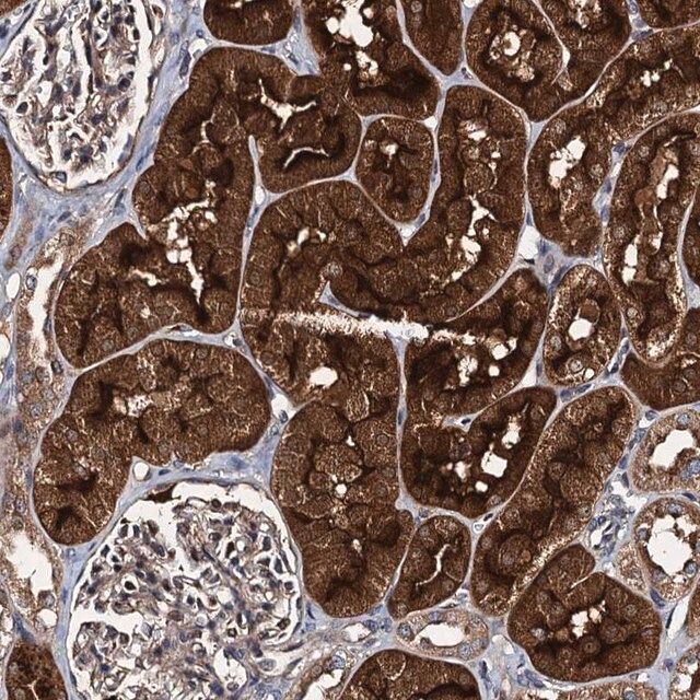 Anti-EFL1 antibody produced in rabbit