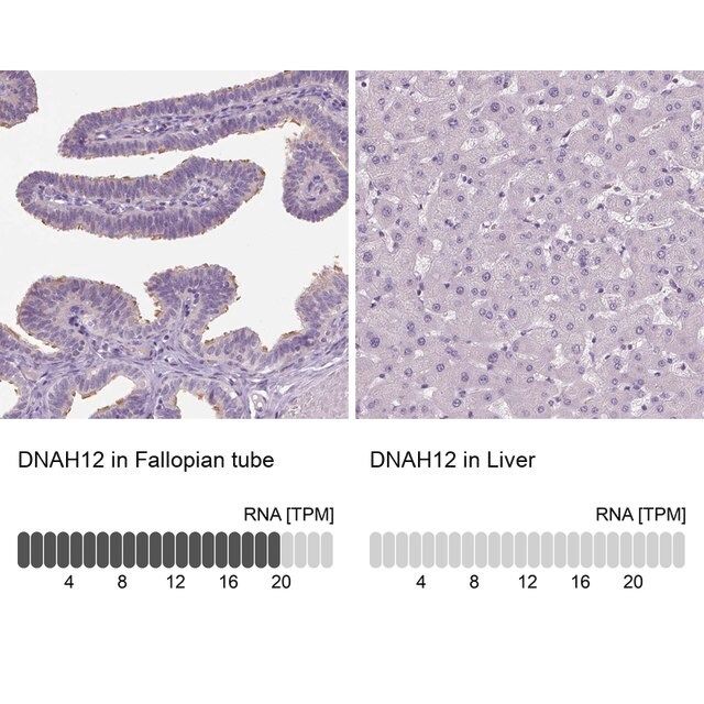 Anti-DNAH12 antibody produced in rabbit