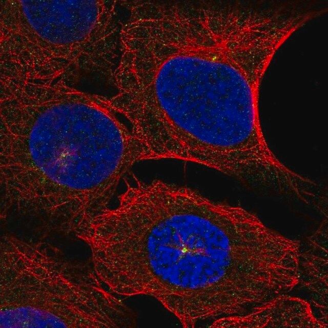 Anti-DNAH14 antibody produced in rabbit