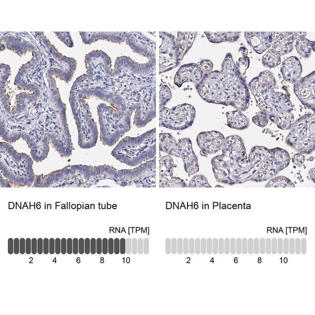 Anti-DNAH6 antibody produced in rabbit