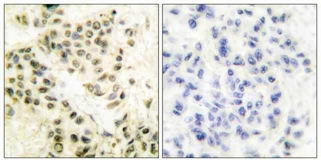 Anti-DNA-PK antibody produced in rabbit