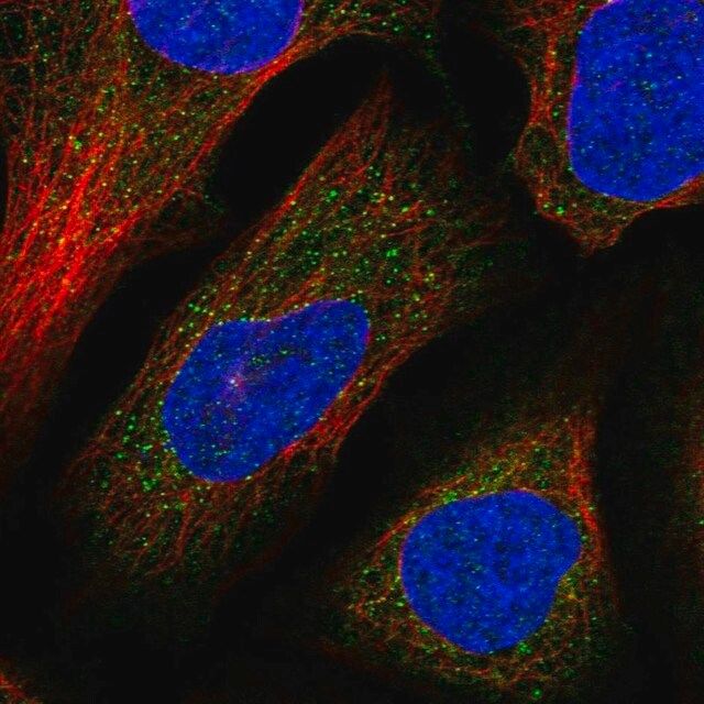 Anti-DNAJC13 antibody produced in rabbit