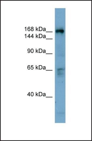 Anti-DOCK2 antibody produced in rabbit