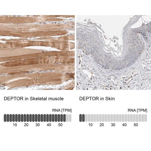 Anti-Deptor antibody produced in rabbit