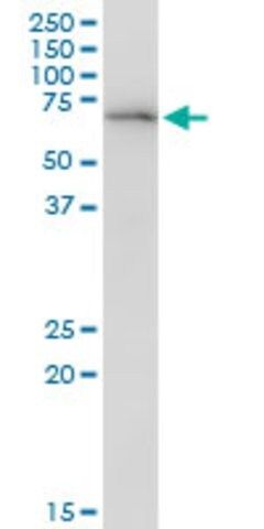 Anti-DEPDC7 antibody produced in mouse