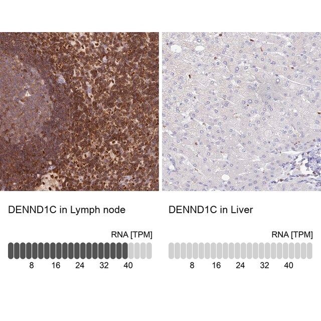 Anti-DENND1C antibody produced in rabbit