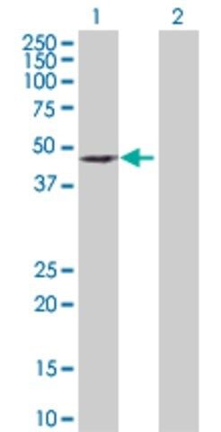 Anti-DEPDC6 antibody produced in rabbit