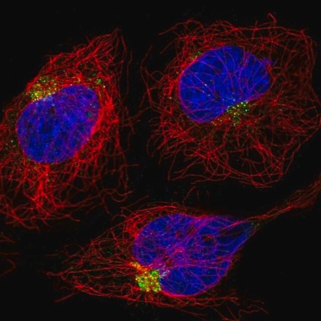 Anti-DENND5A antibody produced in rabbit