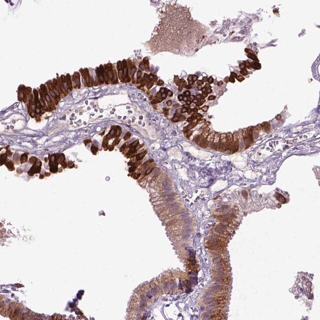 Anti-DEPDC1B antibody produced in rabbit