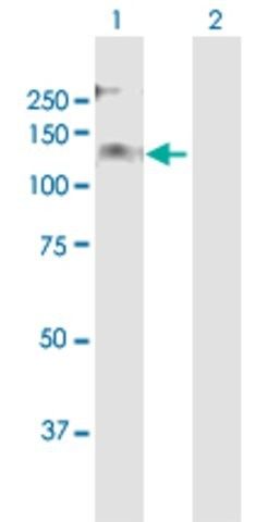 Anti-DEPDC2 antibody produced in mouse