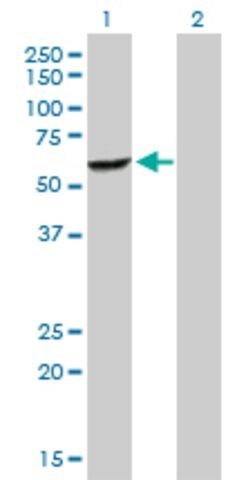 Anti-DEPDC7 antibody produced in rabbit