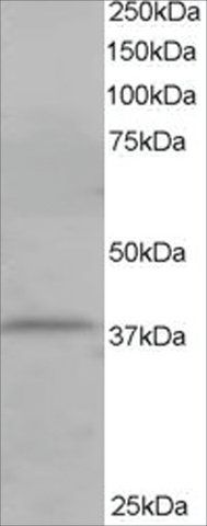 Anti-CYBR/PSCDBP antibody produced in goat