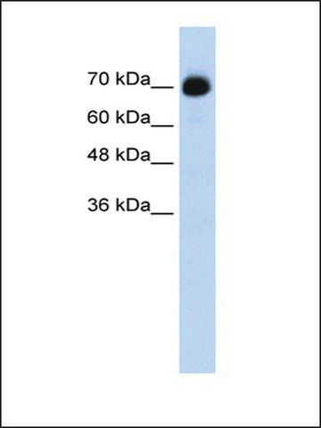 Anti-CXXC1 antibody produced in rabbit