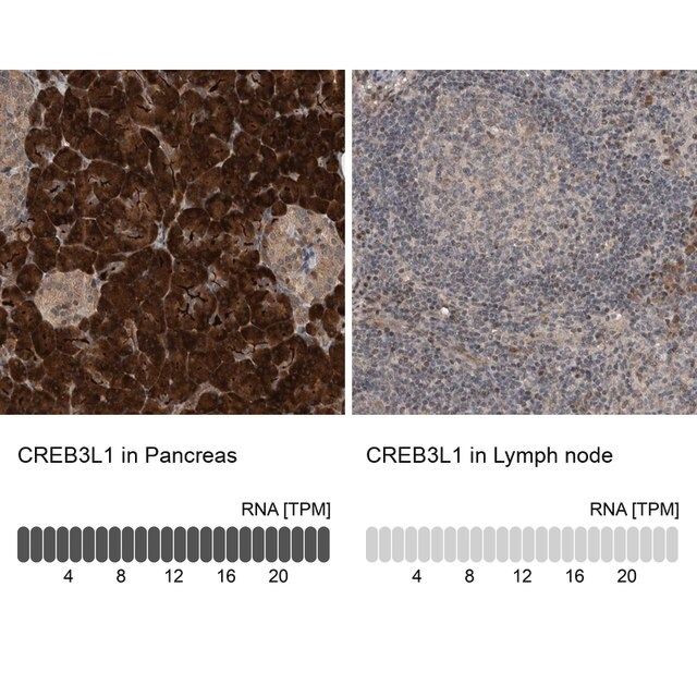 Anti-CREB3L1 antibody produced in rabbit