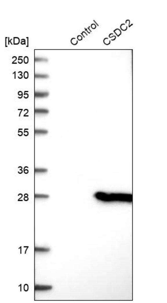 Anti-CSDC2 antibody produced in rabbit