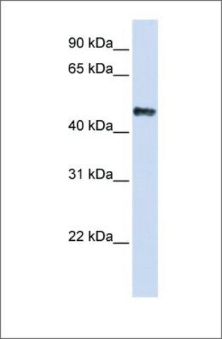 Anti-CSDA antibody produced in rabbit