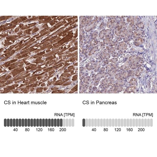 Anti-CS antibody produced in rabbit