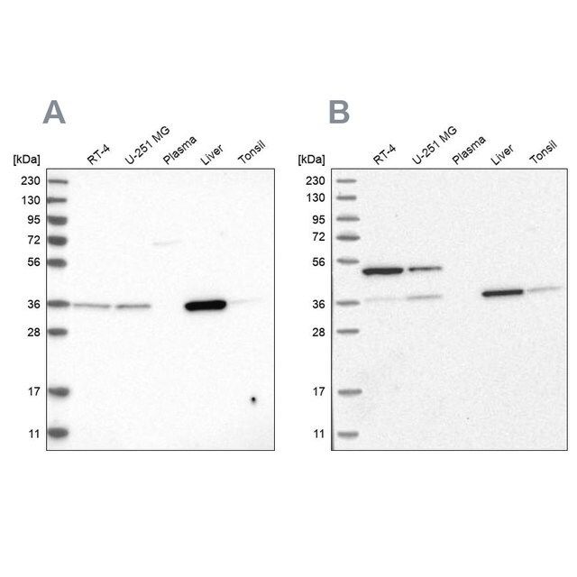 Anti-CRYZ antibody produced in rabbit