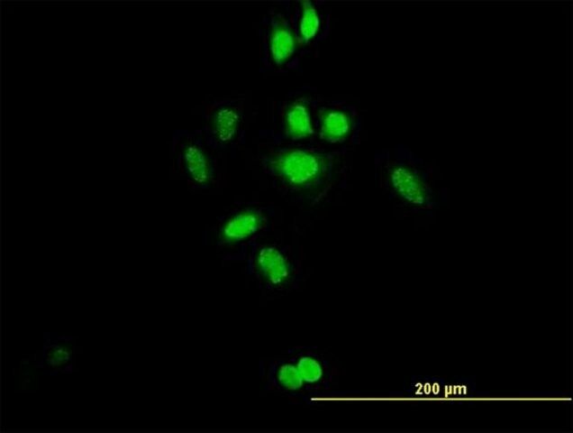 Anti-C21orf66 antibody produced in mouse