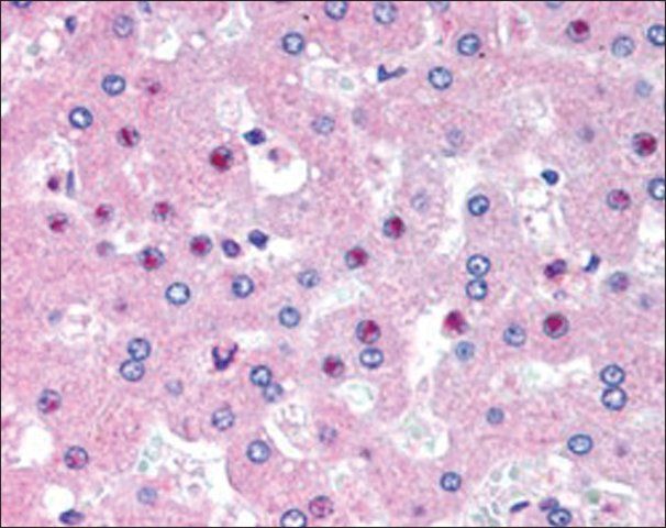 Anti-C14ORF68 (AB2) antibody produced in goat