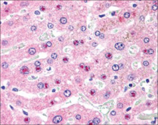 Anti-C14ORF68 (AB1) antibody produced in goat