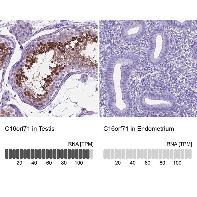 Anti-C16orf71 antibody produced in rabbit